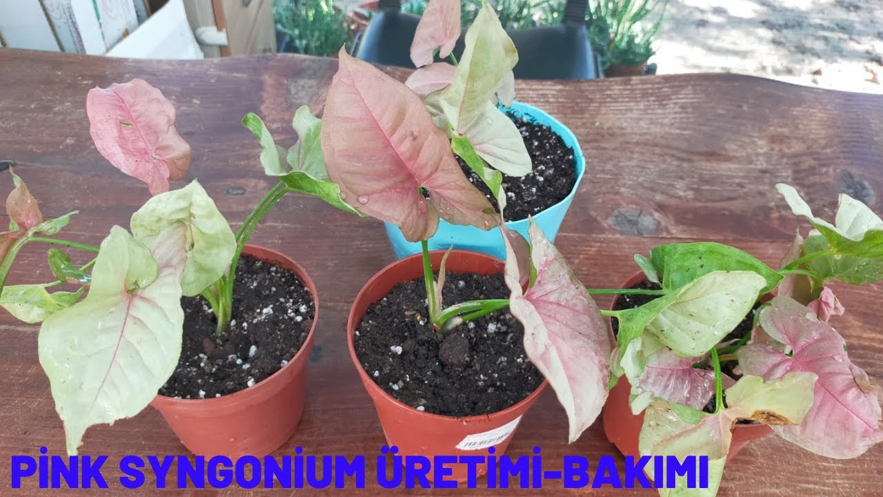Pink Syngonium Üretimi-Saksı Değişimi
