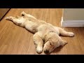 Funny Golden Retriever Puppies videos - Compilation 2017