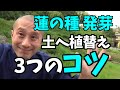 蓮の種発芽 土へ植替え 3つのコツ　蓮和尚 生蓮寺