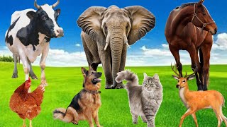 Habitat Hewan Ternak: sapi gajah kuda anjing kucing rusa ayam – Suara Hewan Ternak