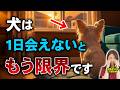 【9割が勘違い】犬から見えている人間の世界は〇〇だった