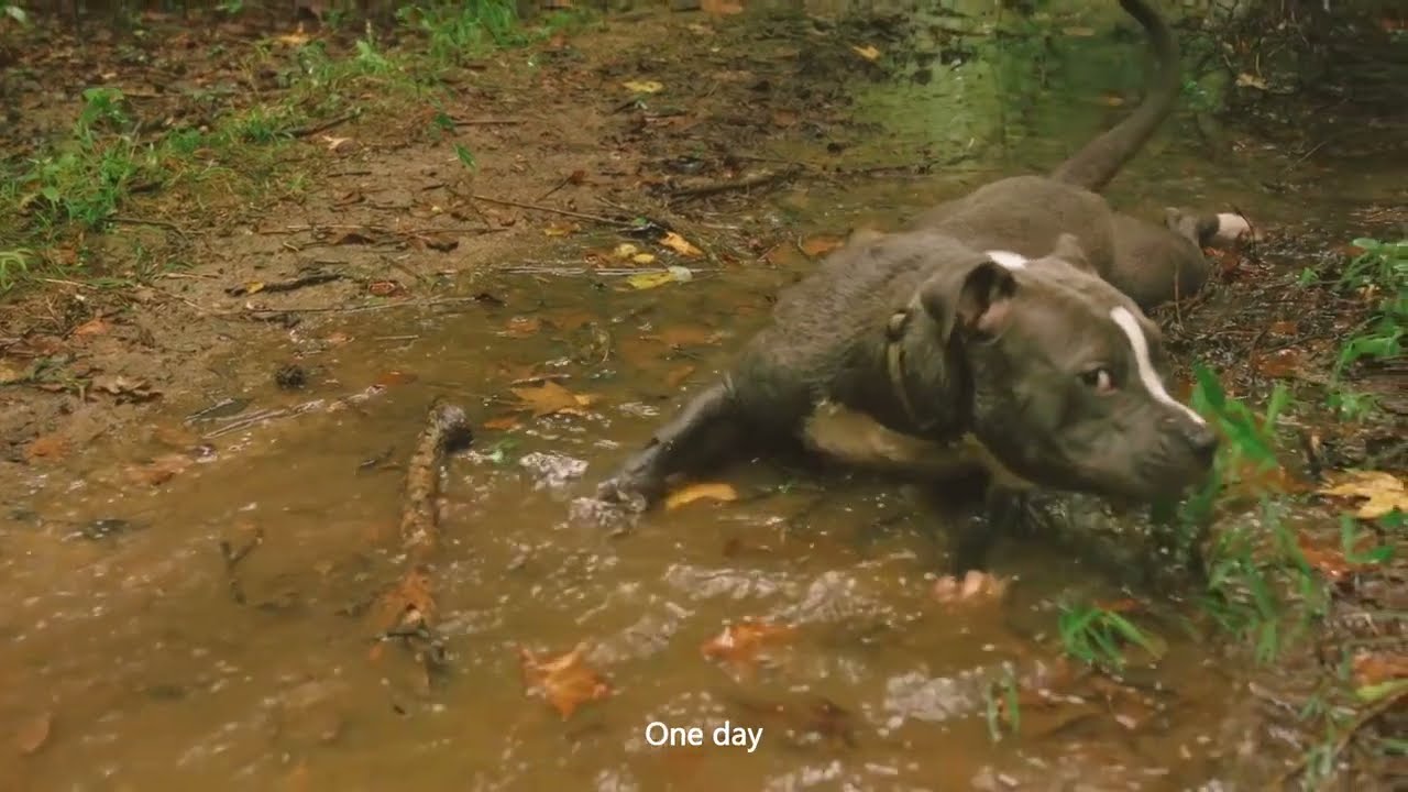 The Curious Squirrel|A Forest Adventure|The Tale of the Curious Squirrel and the Hidden Hollow