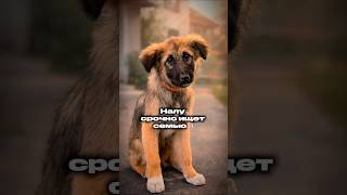 МАЛЫШКА НАЛУ ИЩЕТ СЕМЬЮ В ЕРЕВАНЕ #շներ #գրումինգ #Երևան #Հայաստան #armenia