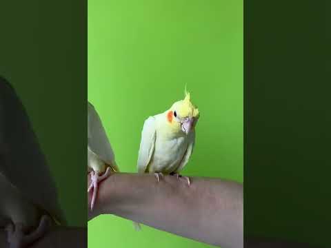 Жёлтые Птенчики Корелл,