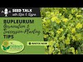 Seed talk 72  bupleurum germination  successionplanting tips