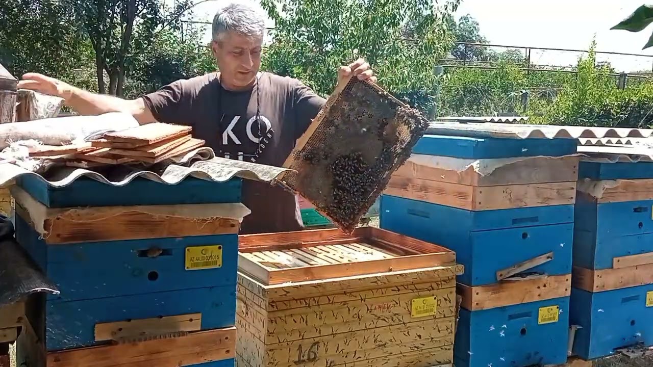 Hansı arı ailəsində daha çox bal əldə etmək olar?