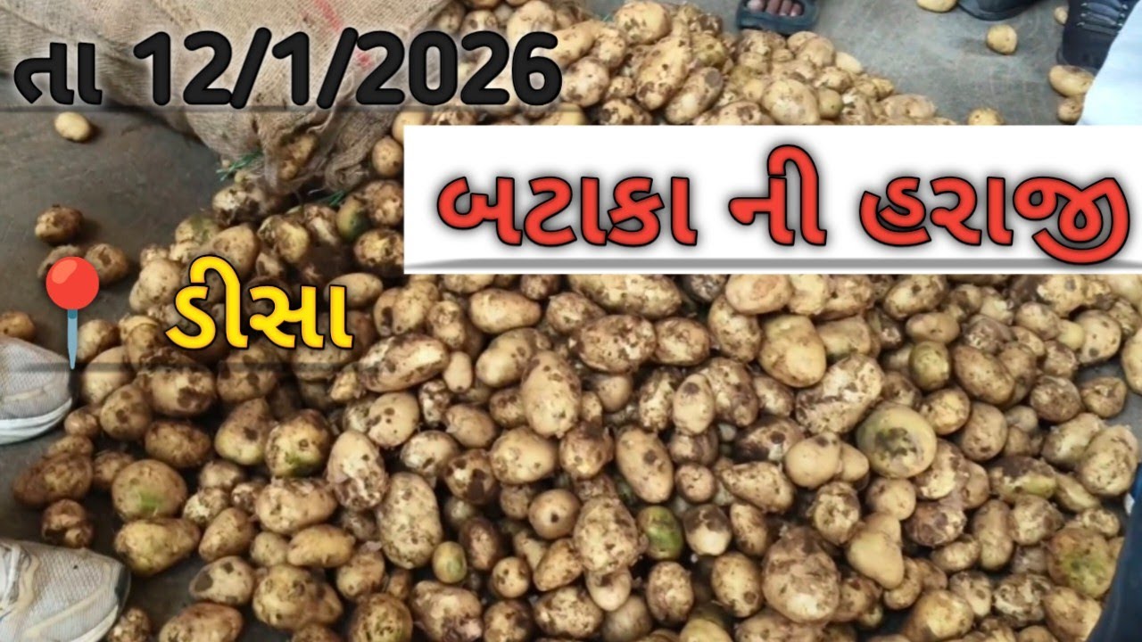 12 /1/2026 ડીસા હરાજી 