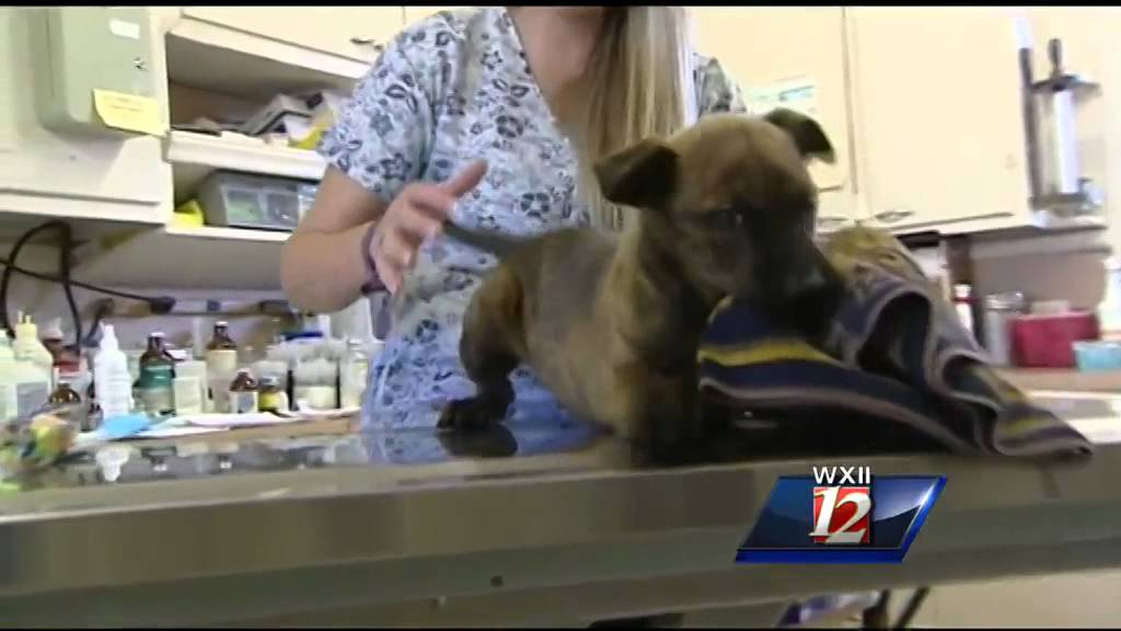 Dog lucky to be alive - YouTube
