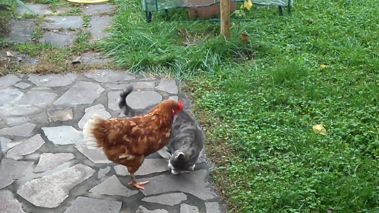La Faina Come Uccide Le Galline