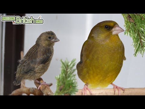 Our FIRST Fledglings