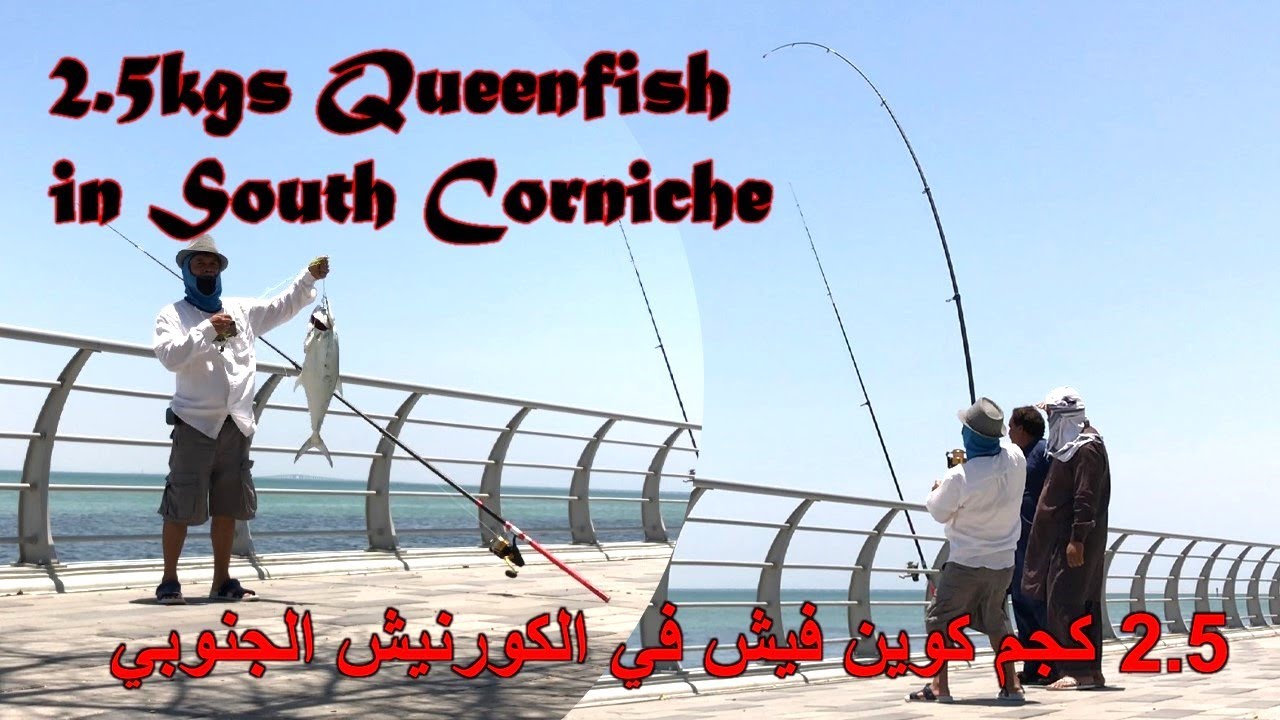 Queen fish in Corniche, Khobar. खोबर में रानी मछली. سمكة ملكة في