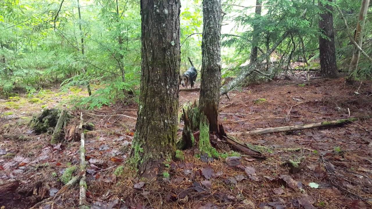 Snowshoe Hare Hunting With Beagles Briar Run Guide Service YouTube Snowshoe Hare Hunting With Beagles Briar Run Guide Service YouTube