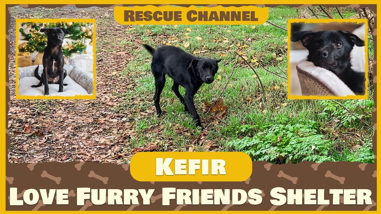 Dog Kneels to Beg for Food After Being Abandoned… Until This Happens