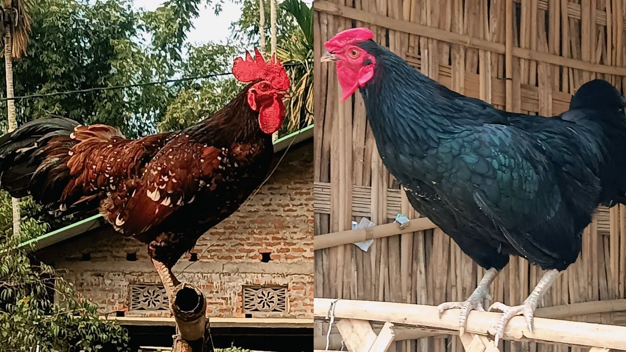 The Hidden World of Desi Murga