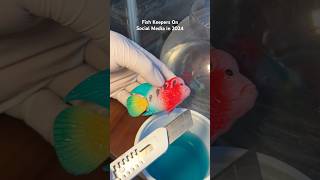 Fish Surgery- Fish Keepers On Social Media In 2024