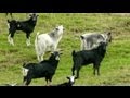 #waikarimoana Goat shooting in New Zealand part 1