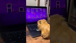 pourquoi les animaux sont plus fort que nous a géométrie dash#animaux #geometrydash