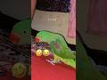 😳😳#subscribe #tranding #shots #shortvideo #kbootar #viralvideo #trendingshorts #pigeon #shots 😳😳