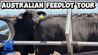 Australian Cattle Feedlot Tour