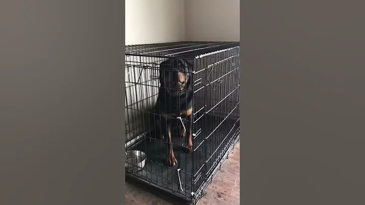 Cute little dog confused by girl
