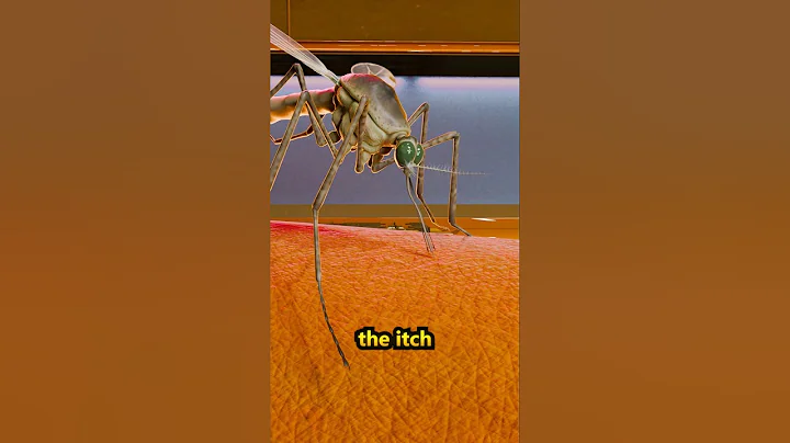 How a Mosquito Suck Your blood