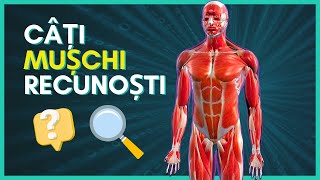 Muschii Corpului Uman Pentru Medicina- Biceps, Triceps, Muschii Spatelui, Piciorului, Abdomen Etc