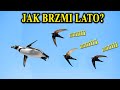 JERZYK - Ptak, Który Nie Ląduje przez 3 Lata