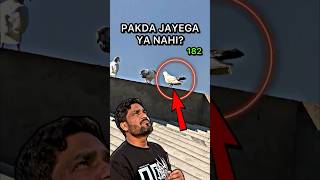 Mini Vlog 182 | Sabse Chalak Bahar Ka Kabutar Loft Par Baith Gaya! 😱