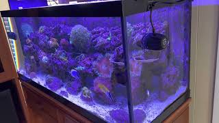 75 gallon reef aquarium