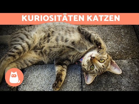 Video: Mütterliche Verhaltensprobleme Bei Weiblichen Katzen