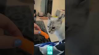 Funny videos with cats – FUN part 55 #shorts #funny #cat #cats