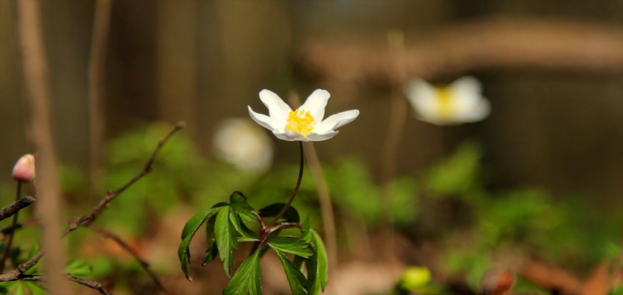 Beautiful Spring: Canon 5D Mark III - Short Film - YouTube