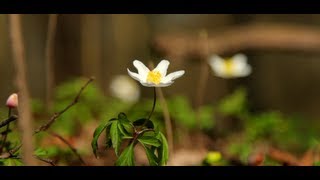 Beautiful Spring: Canon 5D Mark III - Short Film
