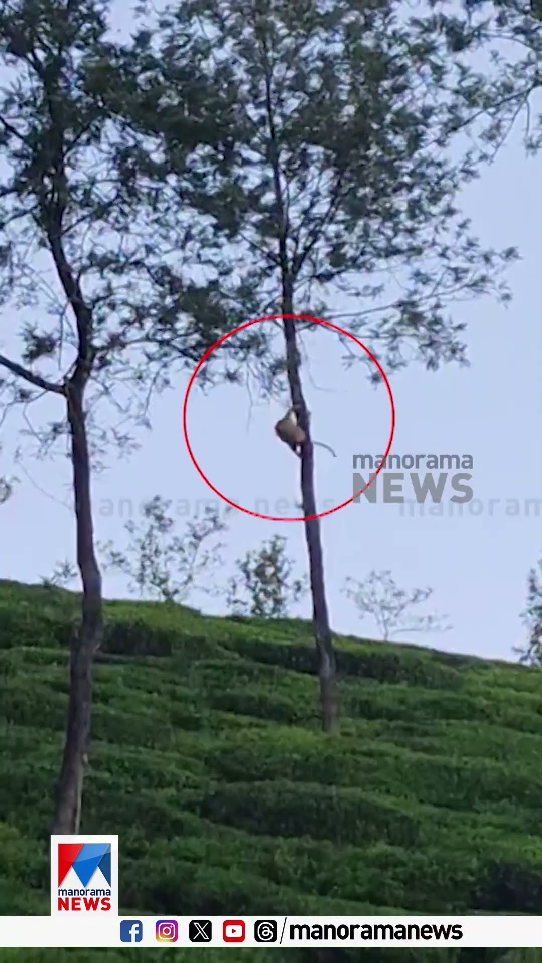 വയനാട് മേപ്പാടിയില്‍ മരത്തില്‍ പുലി #wayanad