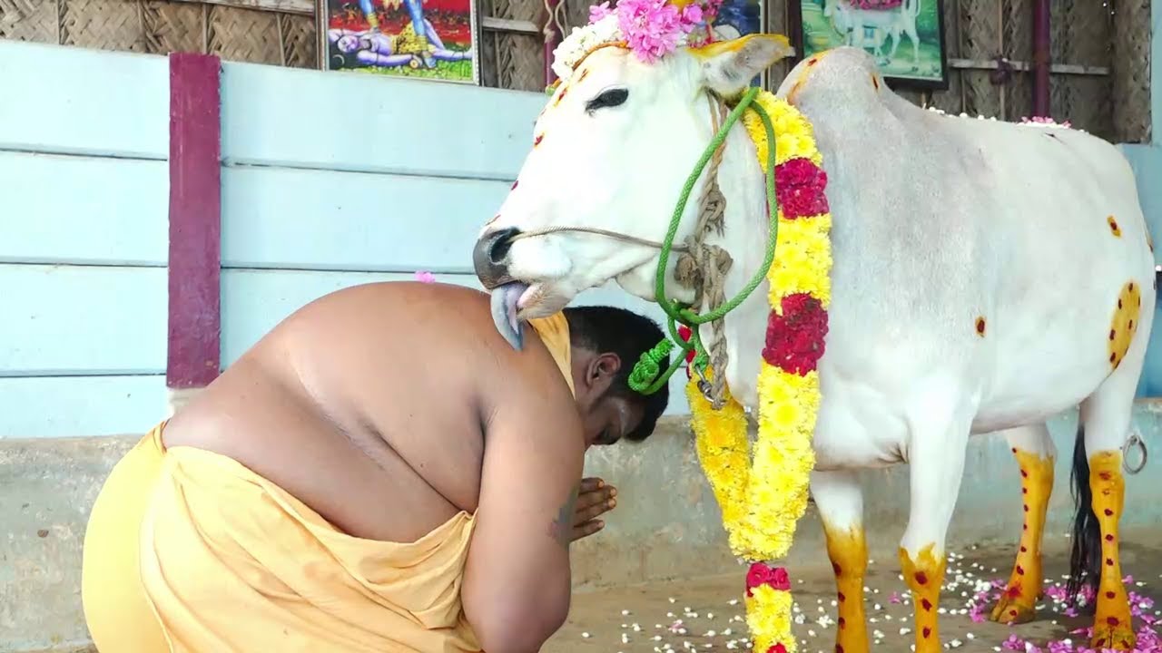 இதுவரை பார்த்திடாத உண்மையான முழு கோ பூஜை ! Komatha Poojai | Thengai Arulvakku Sithar