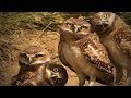 Amazing Funny Owls 🦉😂 Cute and Funny Owls Playing (Part 2) [Funny Pets]