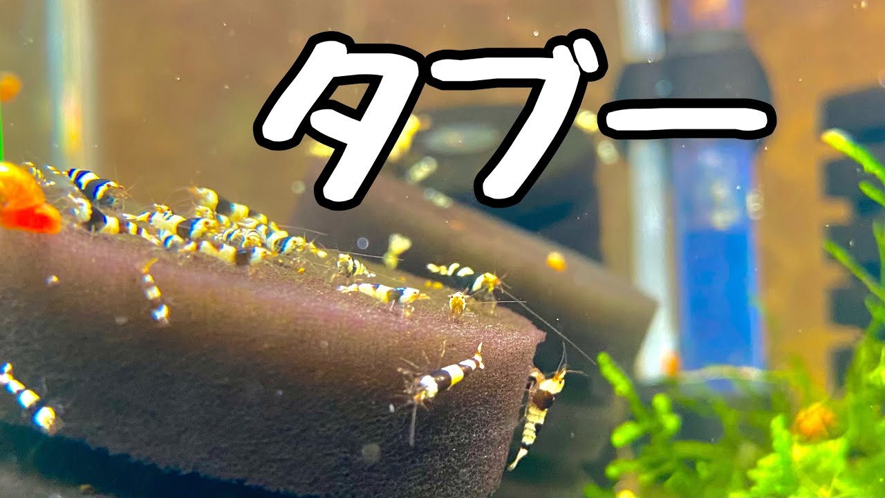 ビーシュリンプ水槽で、タブー。　#アクアリウム  #熱帯魚
