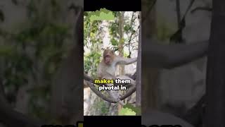 Ever wondered spider monkey ❓❓❓ #animals #facts