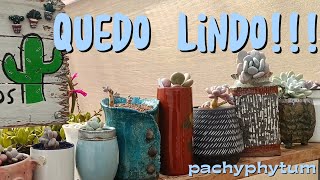 Lucen hermosos en su nuevo espacio Suculento #pachyphytum #suculentas #arte 