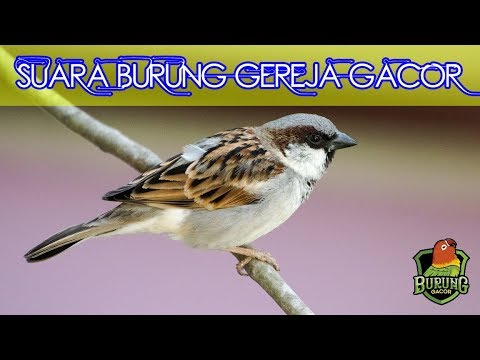 Suara Burung Gereja Tarung Gacor Full Isian Cocok Buat Masteran
