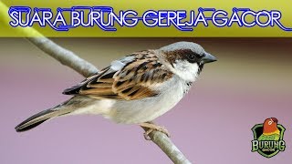 Suara Burung Gereja Tarung Gacor FULL isian, cocok buat MASTERAN