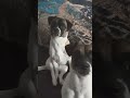 Jackson Speaks Without a Voice!