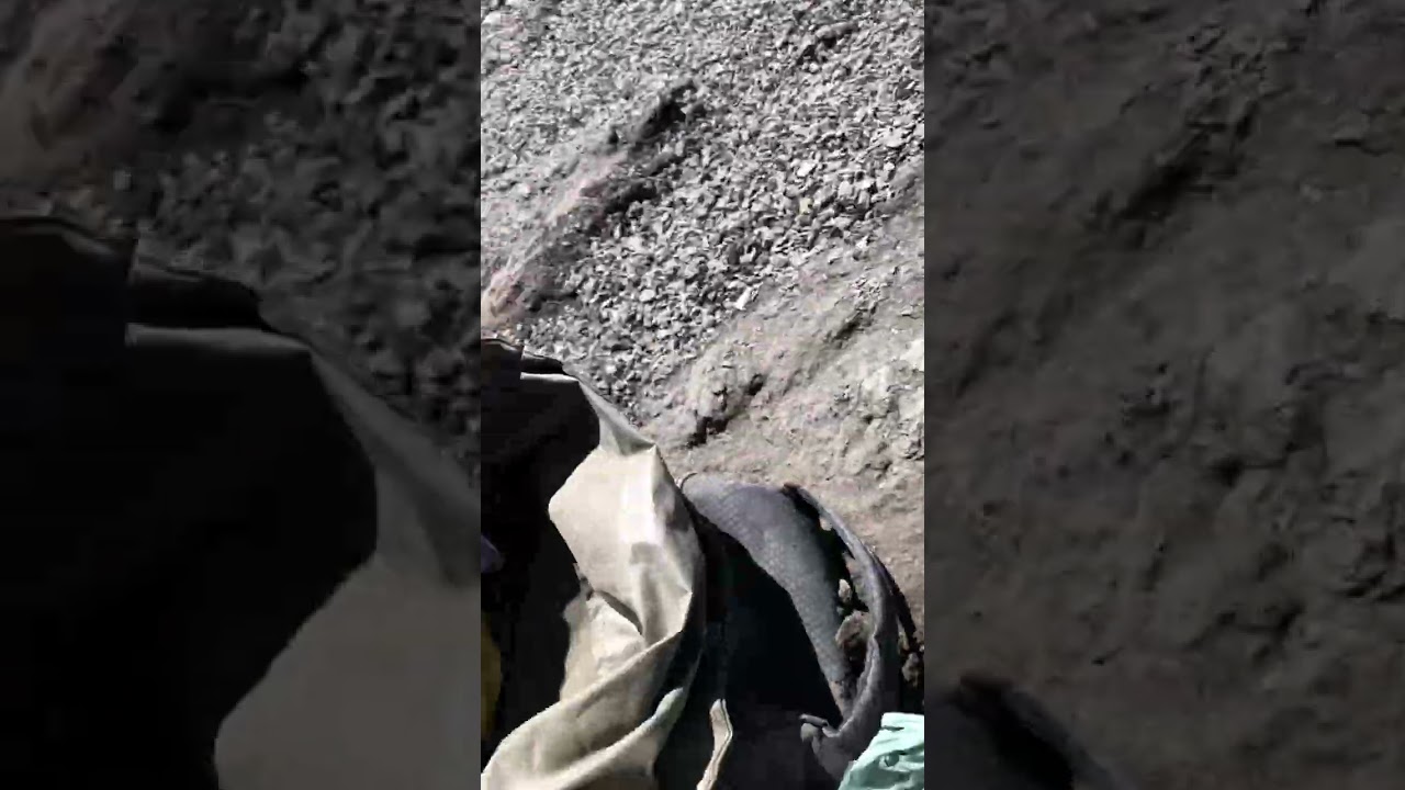 MINING BEAR PAW FORMATION AMMONITE GEM(AMMOLITE) FOSSILS ON THE 