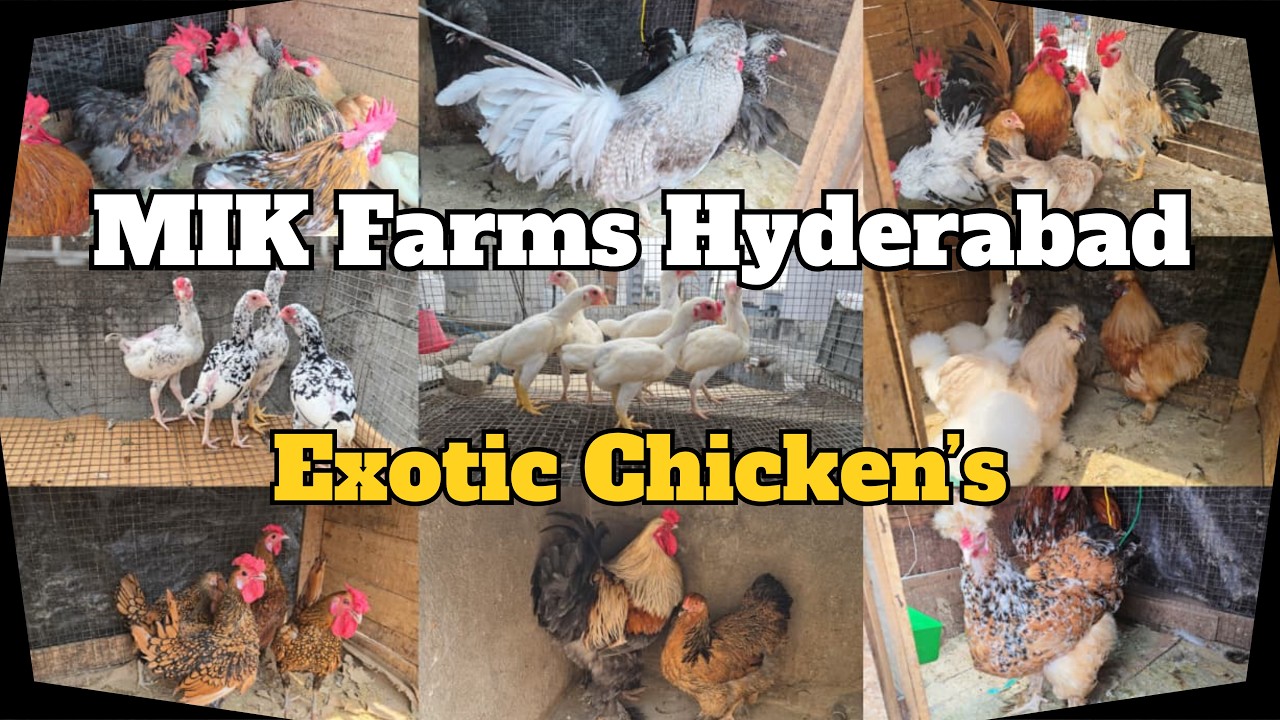 Exotic Birds At MIK Farms Hyderabad | Water Birds Ducks Chicken & More | All Types Of Chicken Breeds