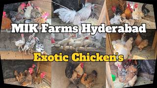 Exotic Birds At MIK Farms Hyderabad | Water Birds Ducks Chicken & More | All Types Of Chicken Breeds