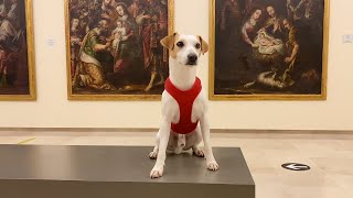 Pipper en Antequera - ¡Viaja con tu perro!