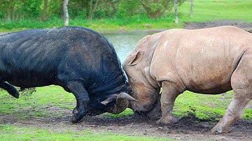 15 Keren dat Landdieren de Verkeerde Tegenstander Tegenkwamen