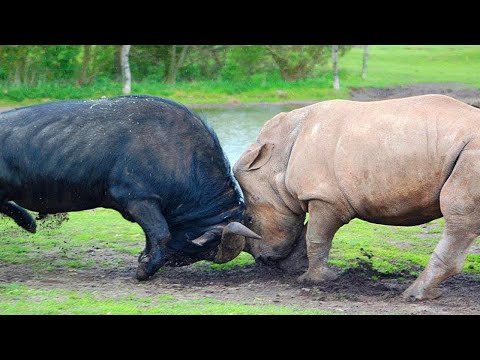 Video: Vechten Tegen Dieren In Onze Tijd - Alternatieve Mening