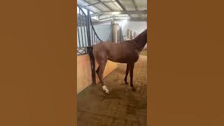 أنثي الحصان قذفت الحيوان المنوي لديها
