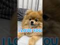 I LOVE YOUが言えて、本人が1番びっくりしてるポメラニア🤣🤣🤣